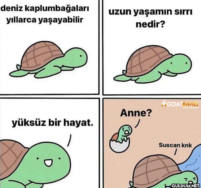 deniz kaplumbağaları...