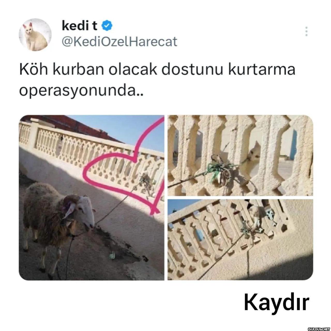 😂😂😂(Kaydırmalı)   kedi t...