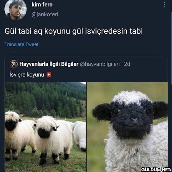 kim fero @jankoferi Gül...