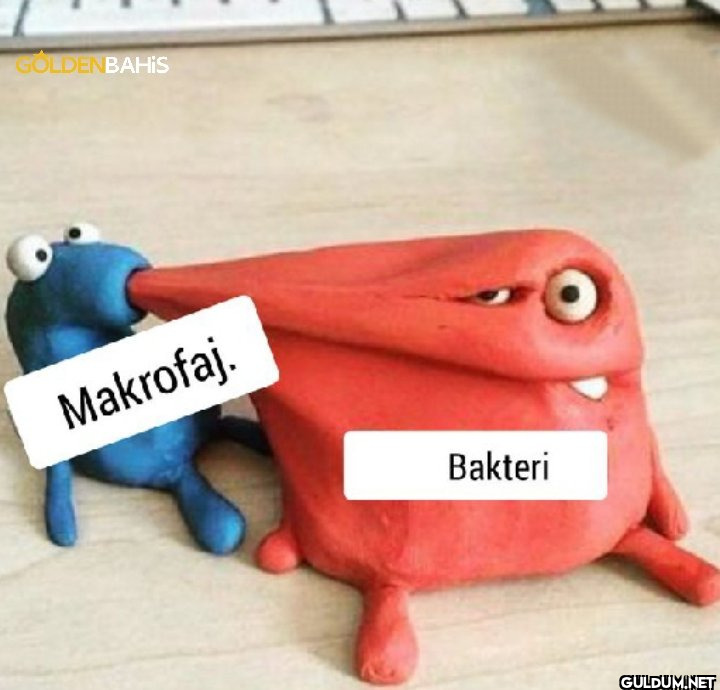 GOLDENBAHİS Makrofaj....
