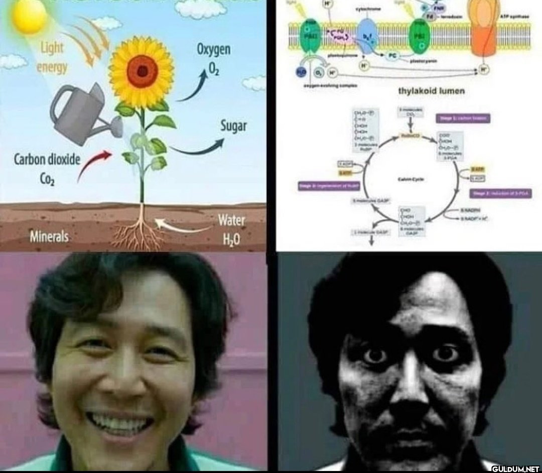 Light energy Carbon...