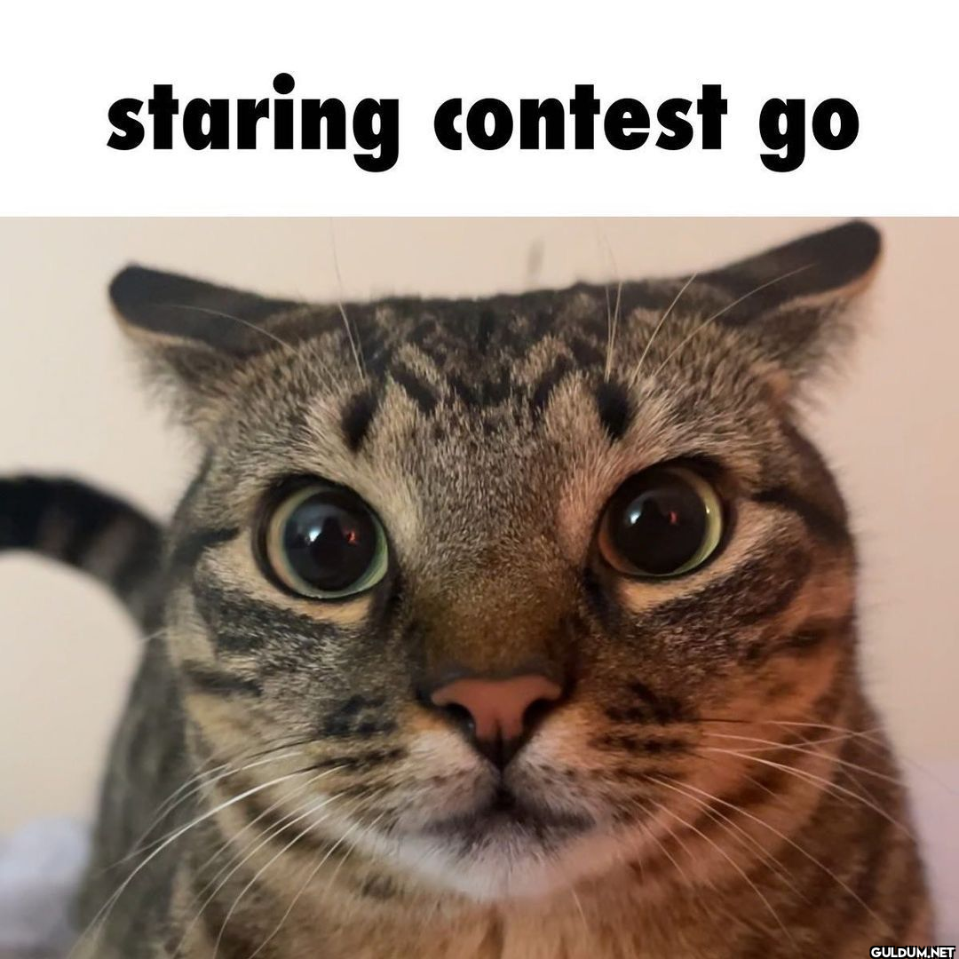 staring contest go   Kaynak
