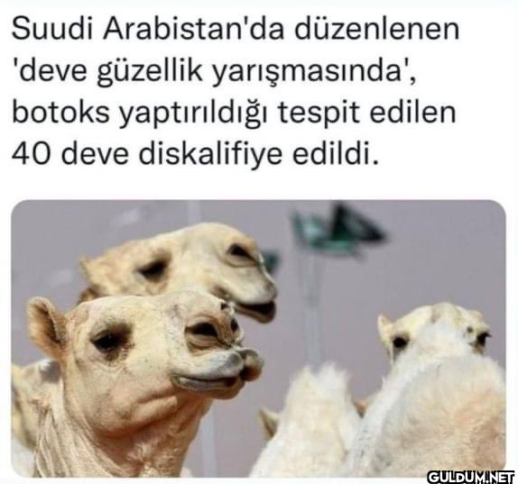 Suudi Arabistan'da...