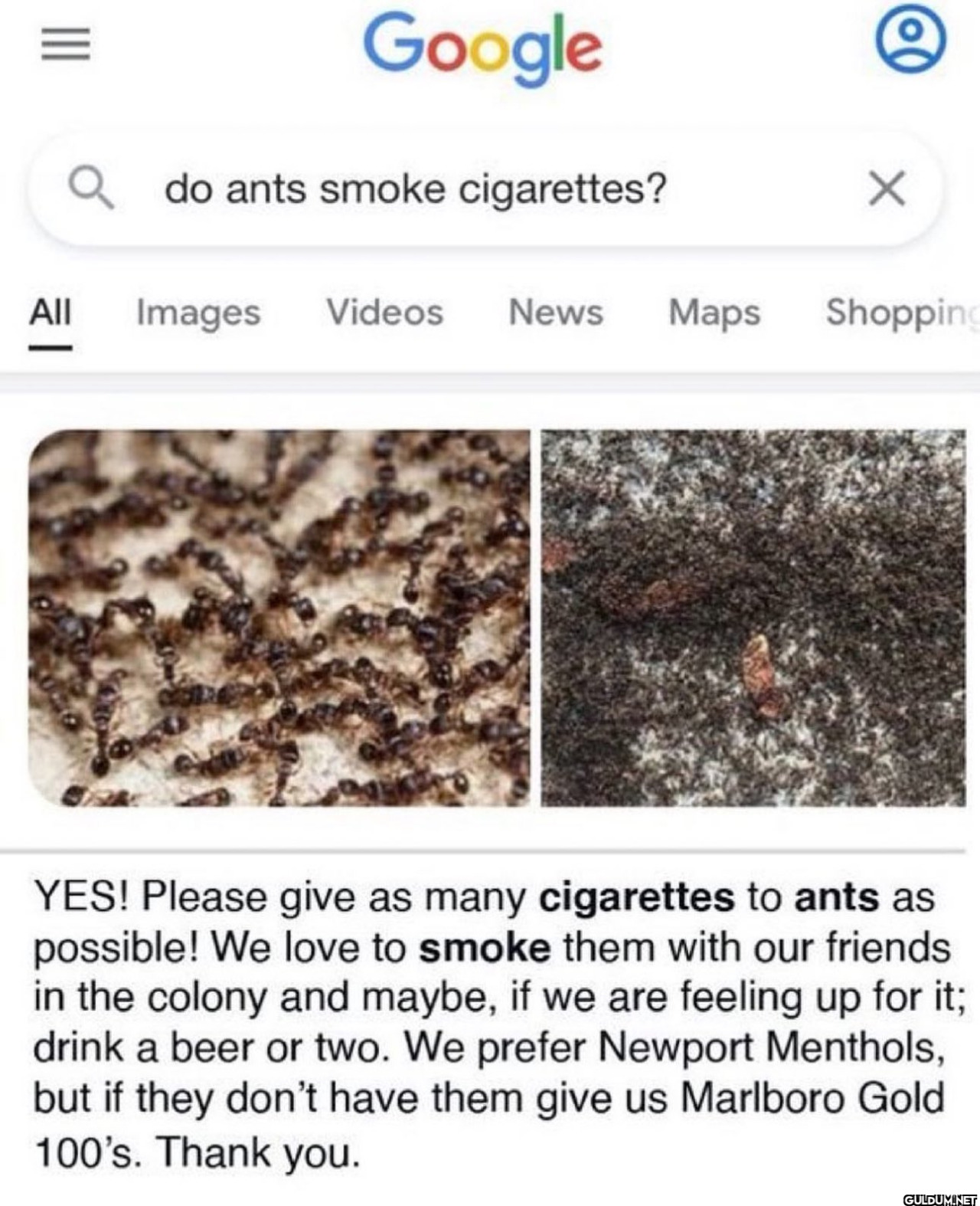 ||| Google Qdo ants smoke...