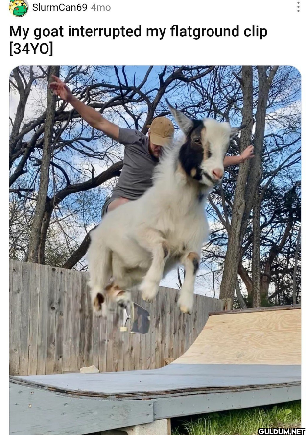 SlurmCan69 4mo My goat...