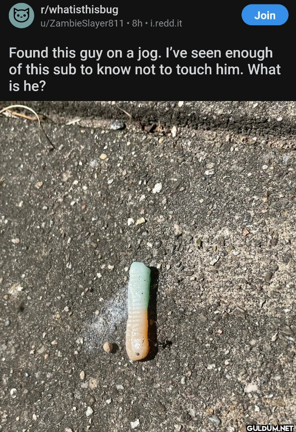 @ r/whatisthisbug Join...