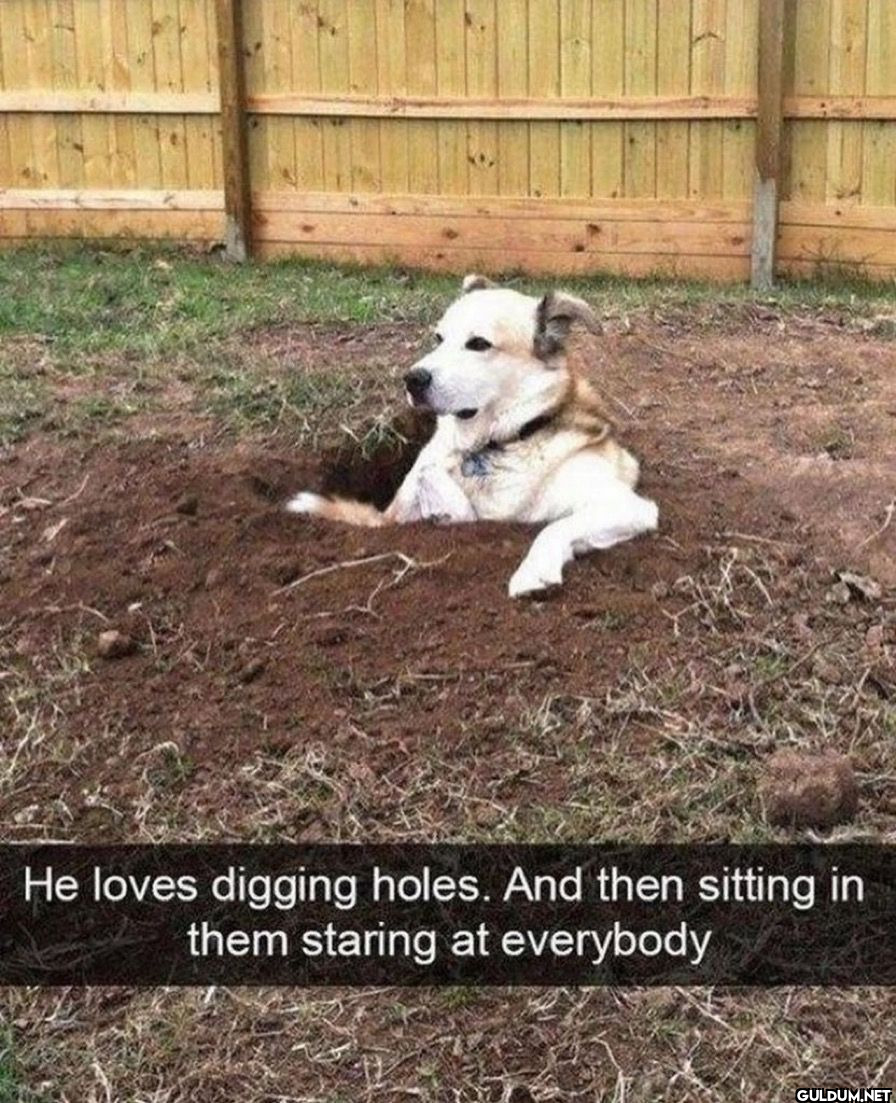 He loves digging holes....
