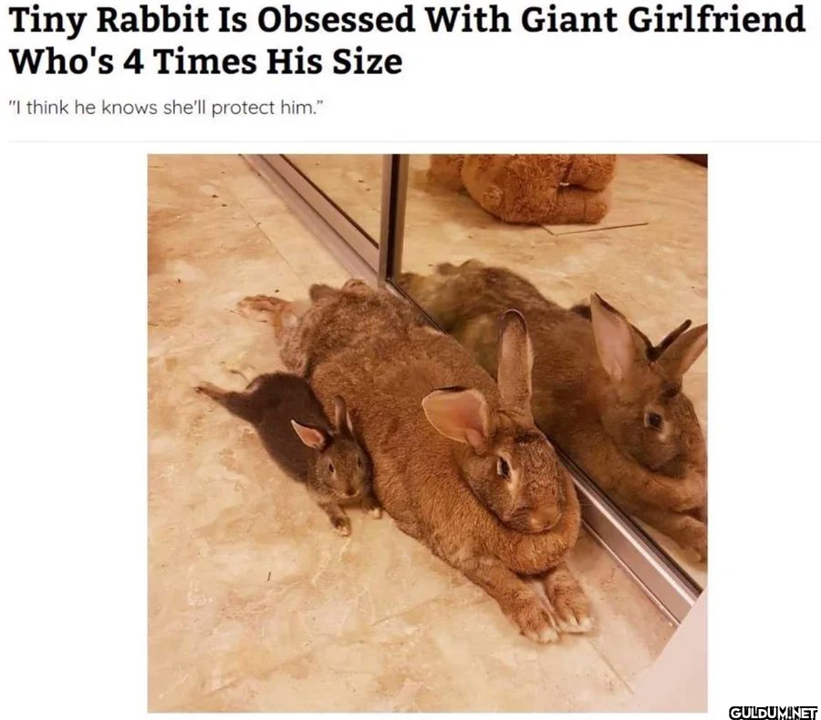 Tiny Rabbit Is Obsessed...