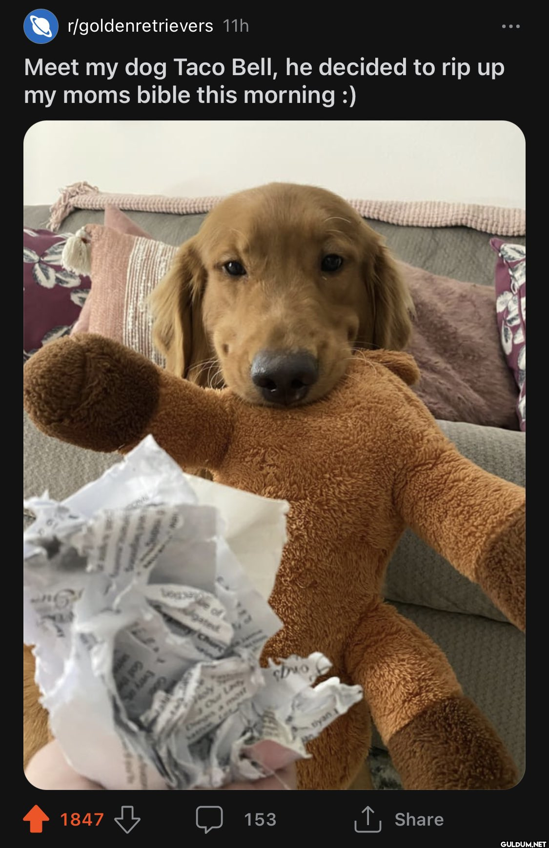 r/goldenretrievers 11h...