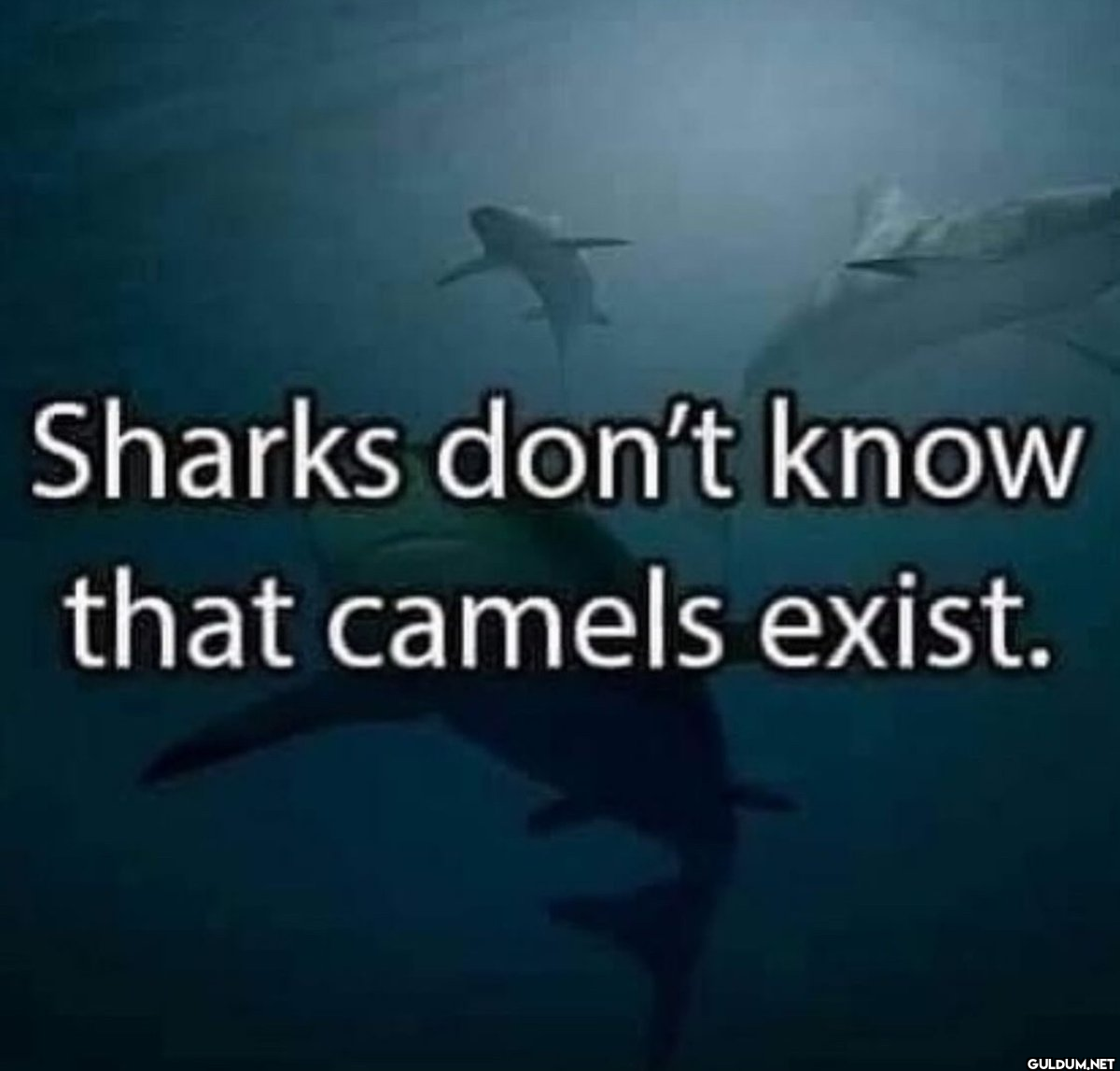 Sharks don't know that...