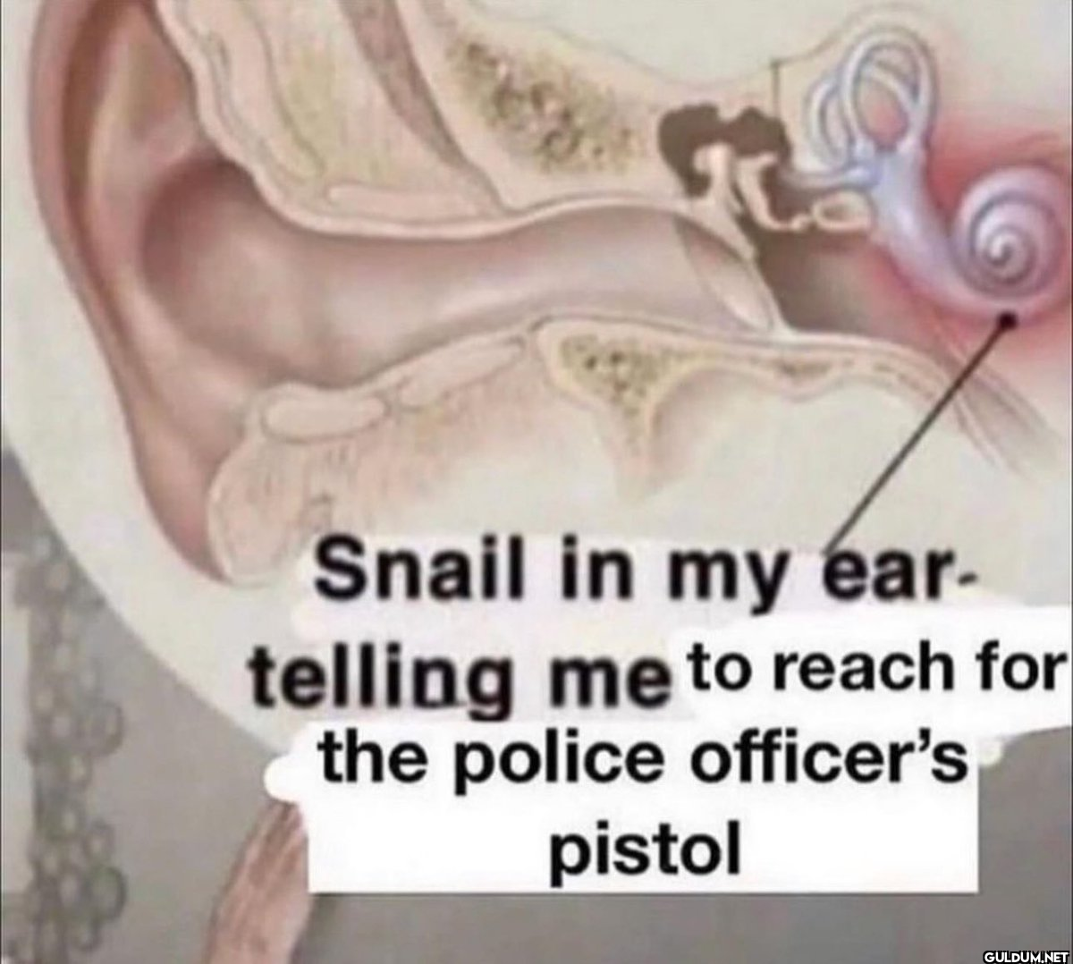 Co Snail in my ear-...