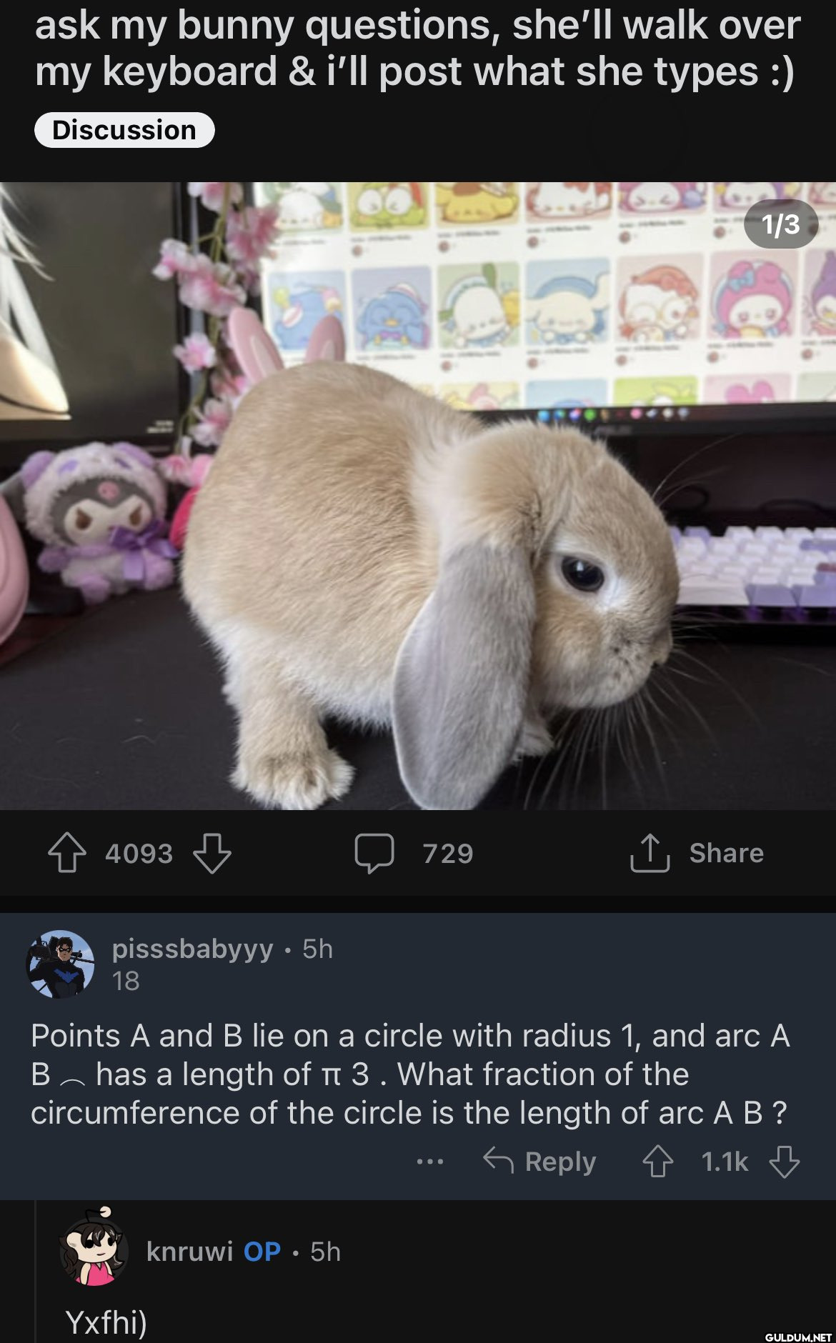 ask my bunny questions,...