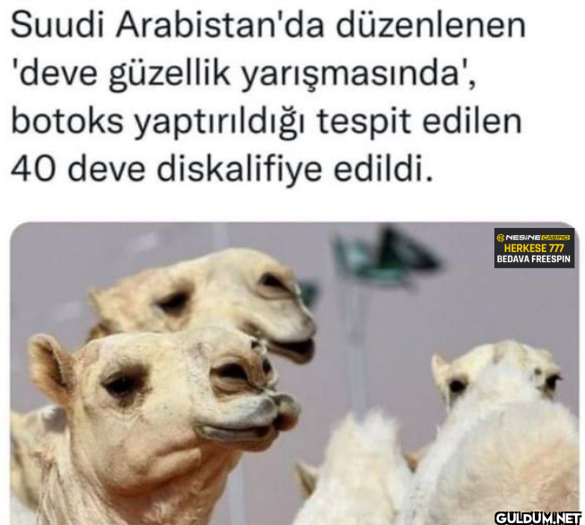 Nişantaşı pov.   Suudi...