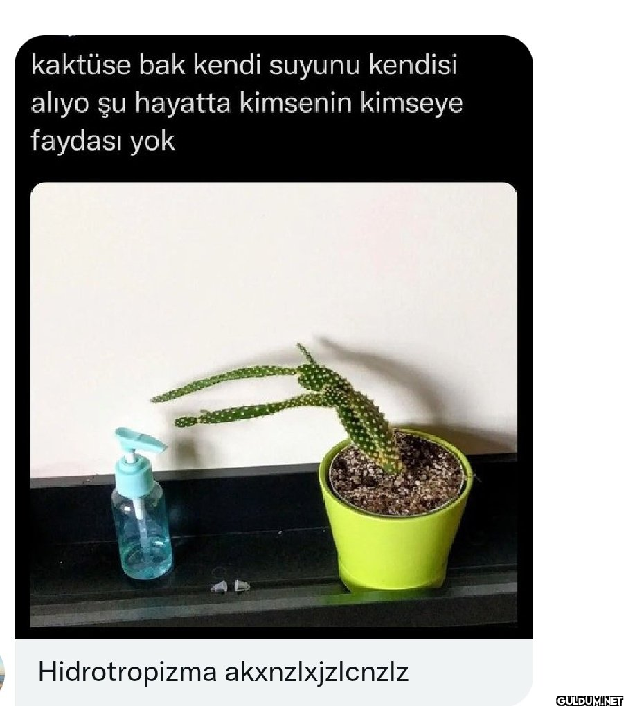 kaktüse bak kendi suyunu...