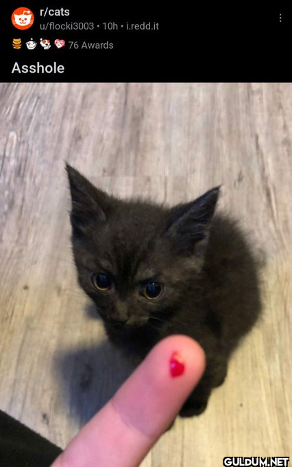 r/cats u/flocki3003...