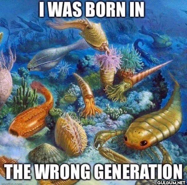 I WAS BORN IN THE WRONG...