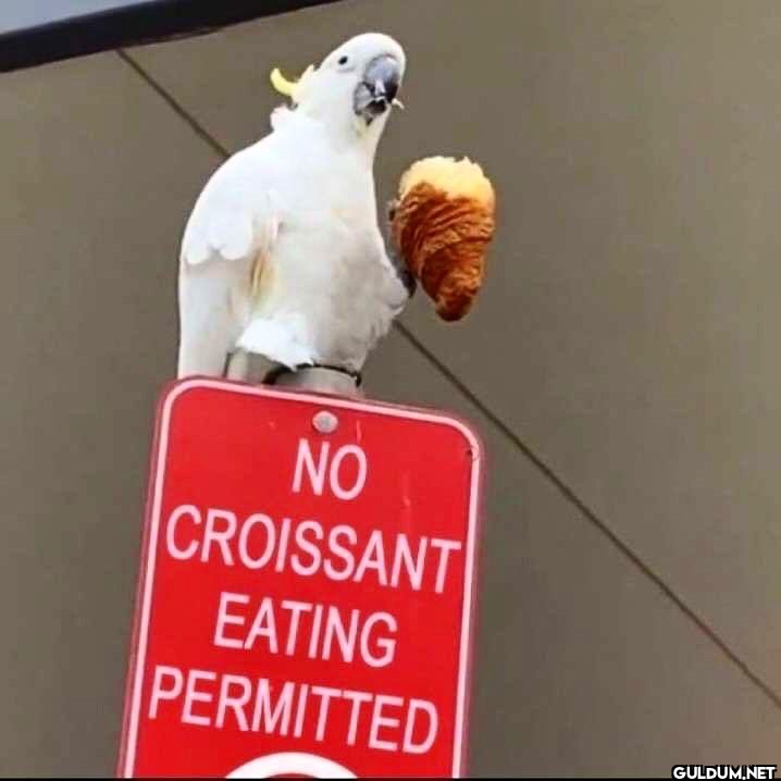 NO CROISSANT EATING...