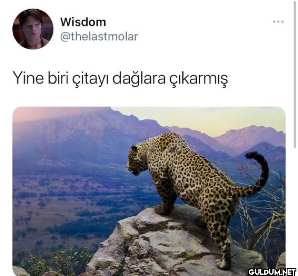 Wisdom @thelastmolar Yine...