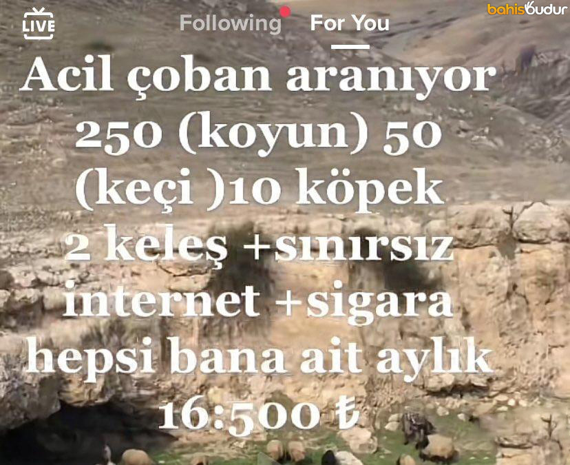 bahis budur LIVE Following...