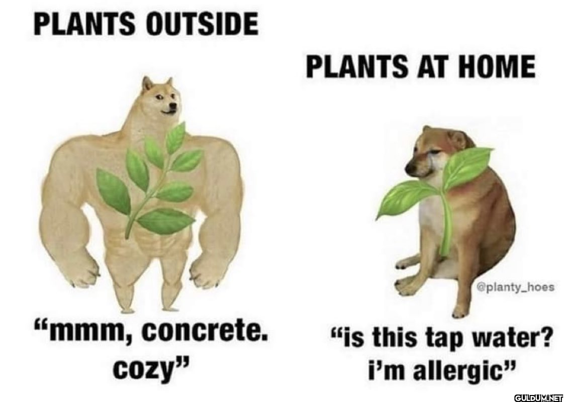 PLANTS OUTSIDE "mmm,...