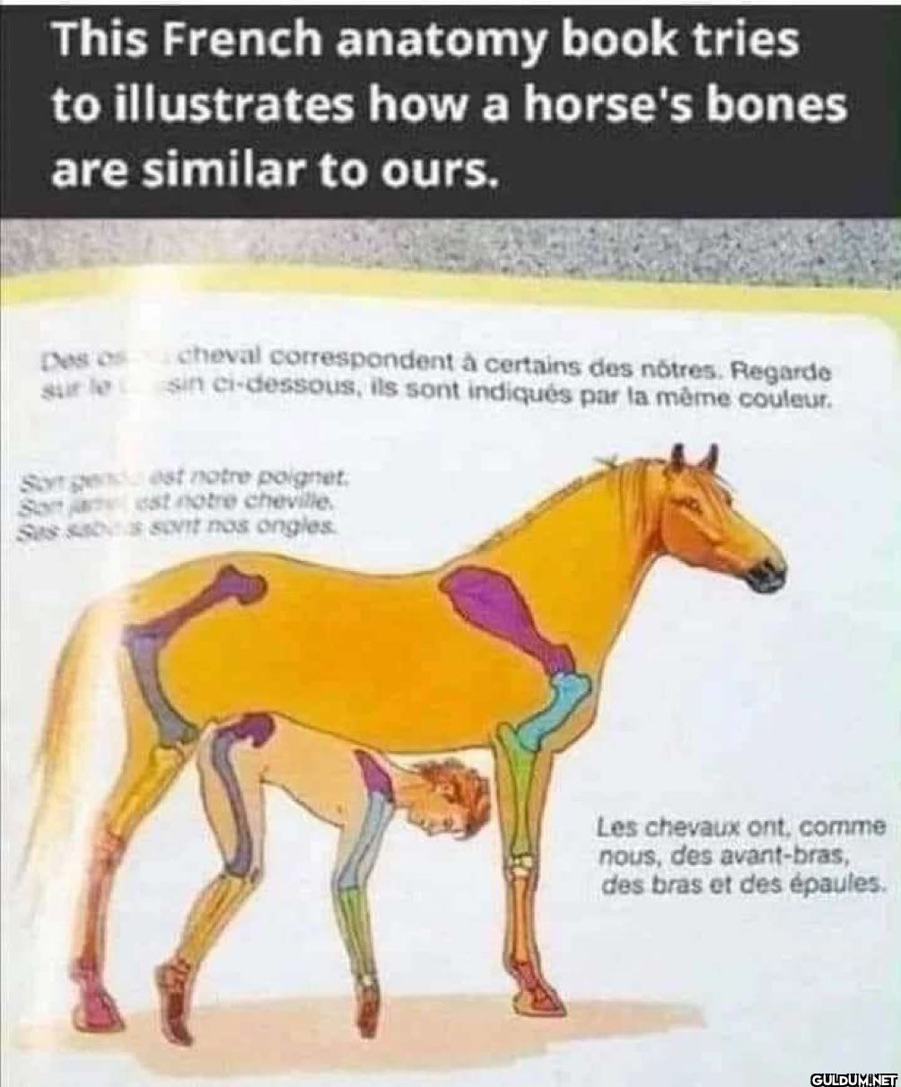This French anatomy book...