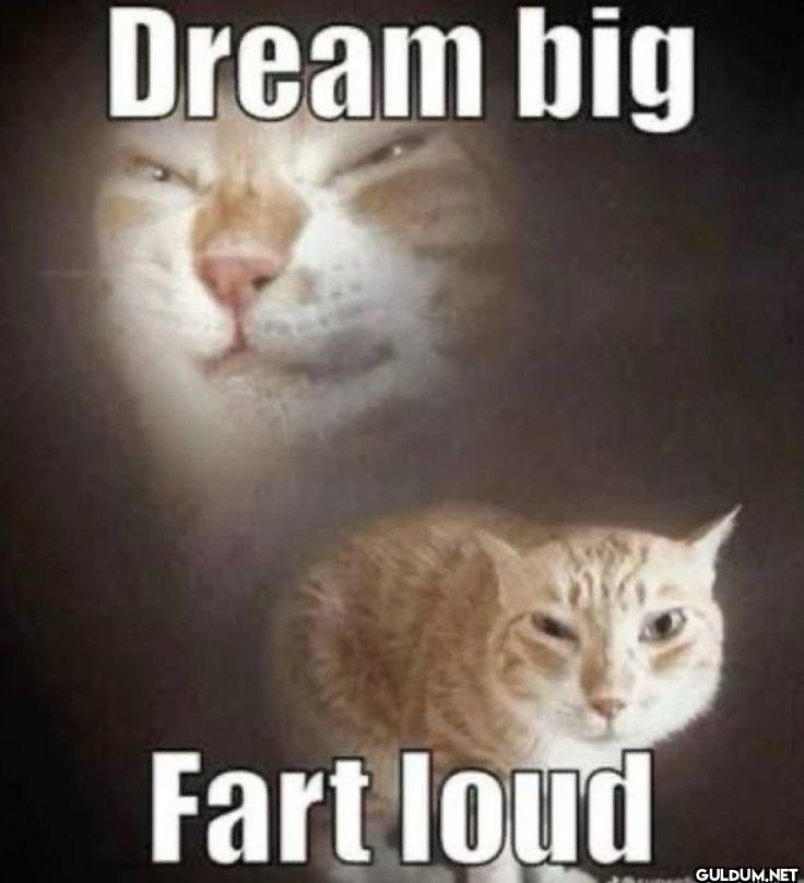 Dream big Fart loud