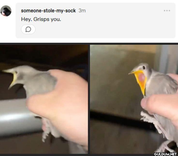 someone-stole-my-sock 3m...