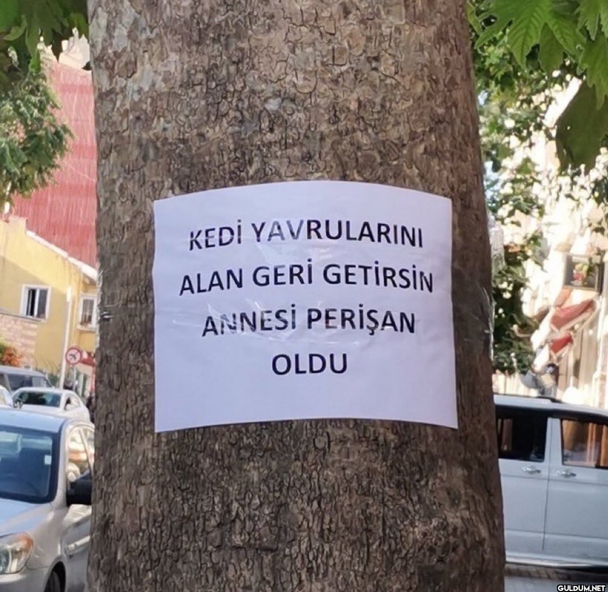 KEDİ YAVRULARINI ALAN GERİ...