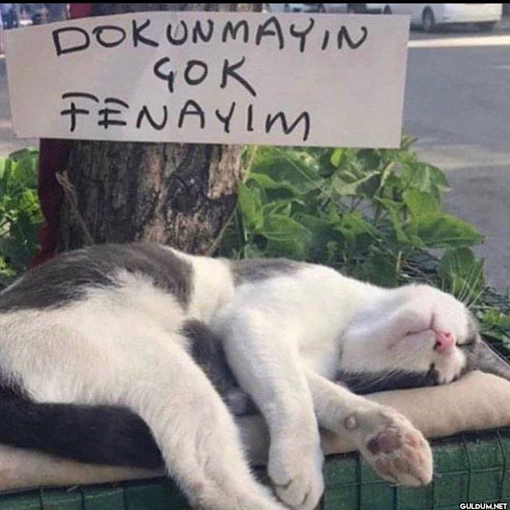 dokunmayın çok fenayım   ...