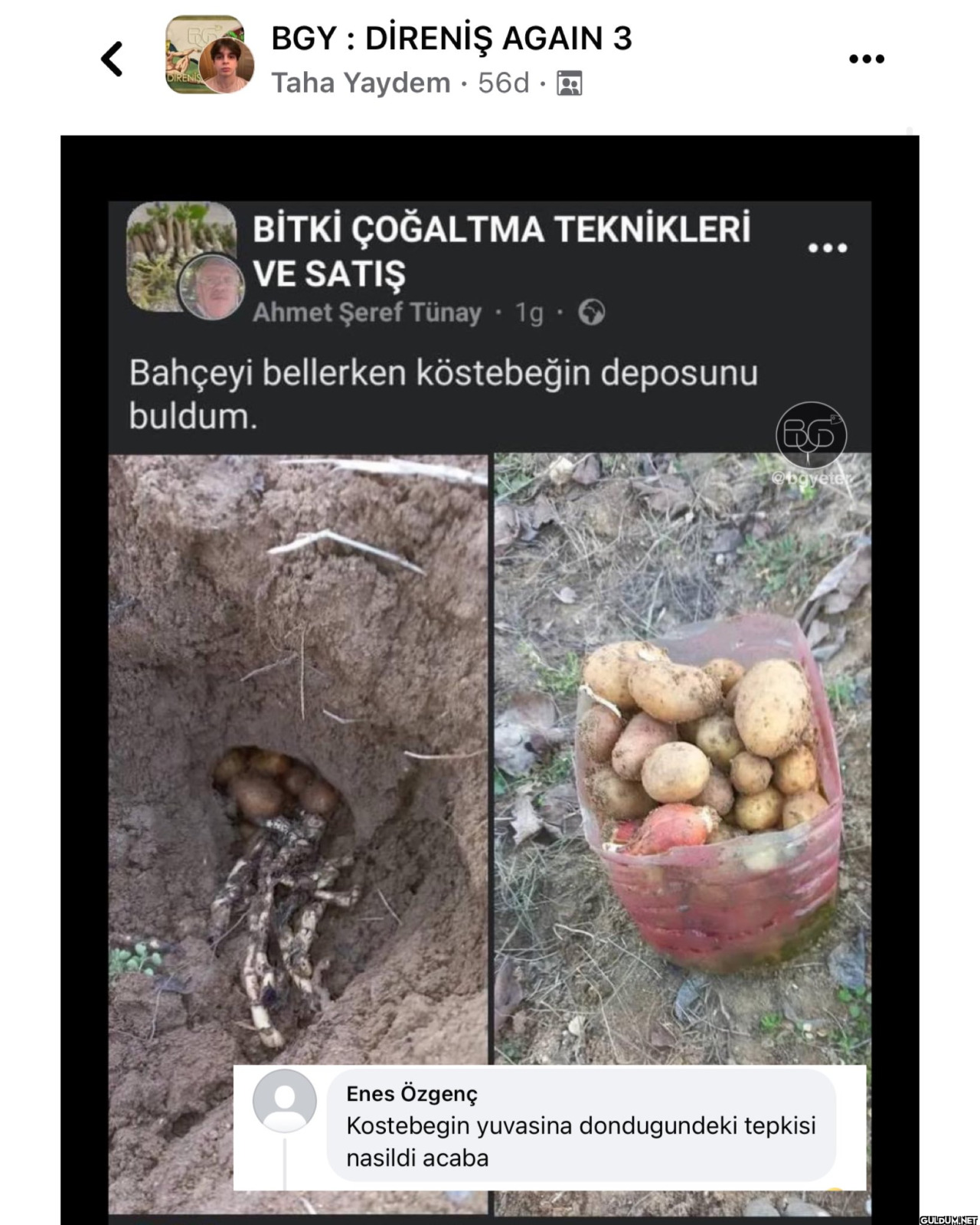 Köstebeğin tepkisini...