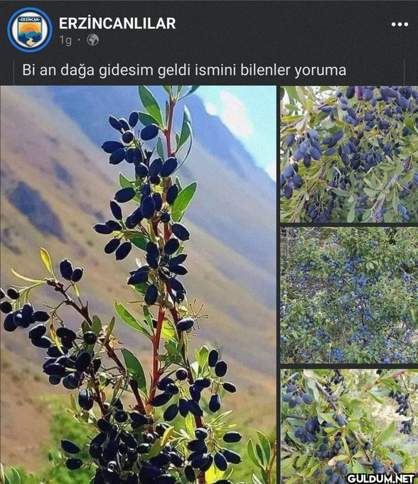 EN  KÖYLÜ SENSİN   ile...