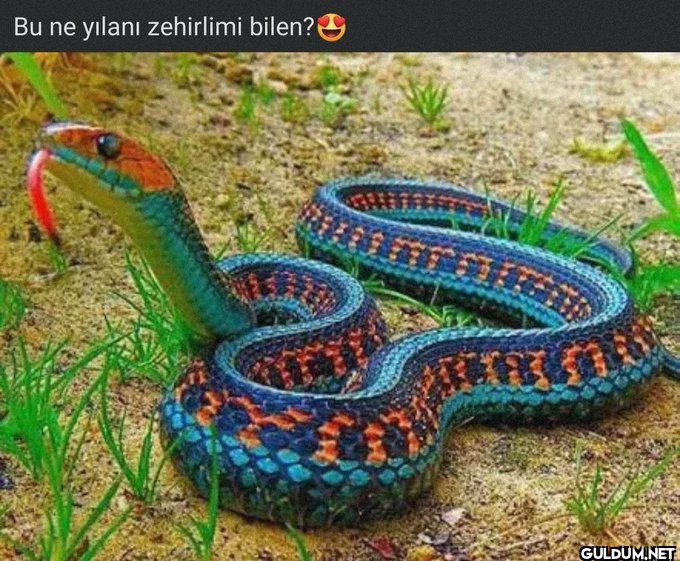 SİZİN ORDA NE DERLER? ...