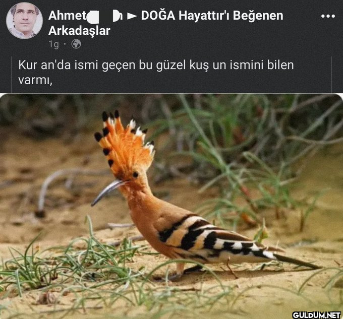 Yeni bölümümüzde kuşçuları...