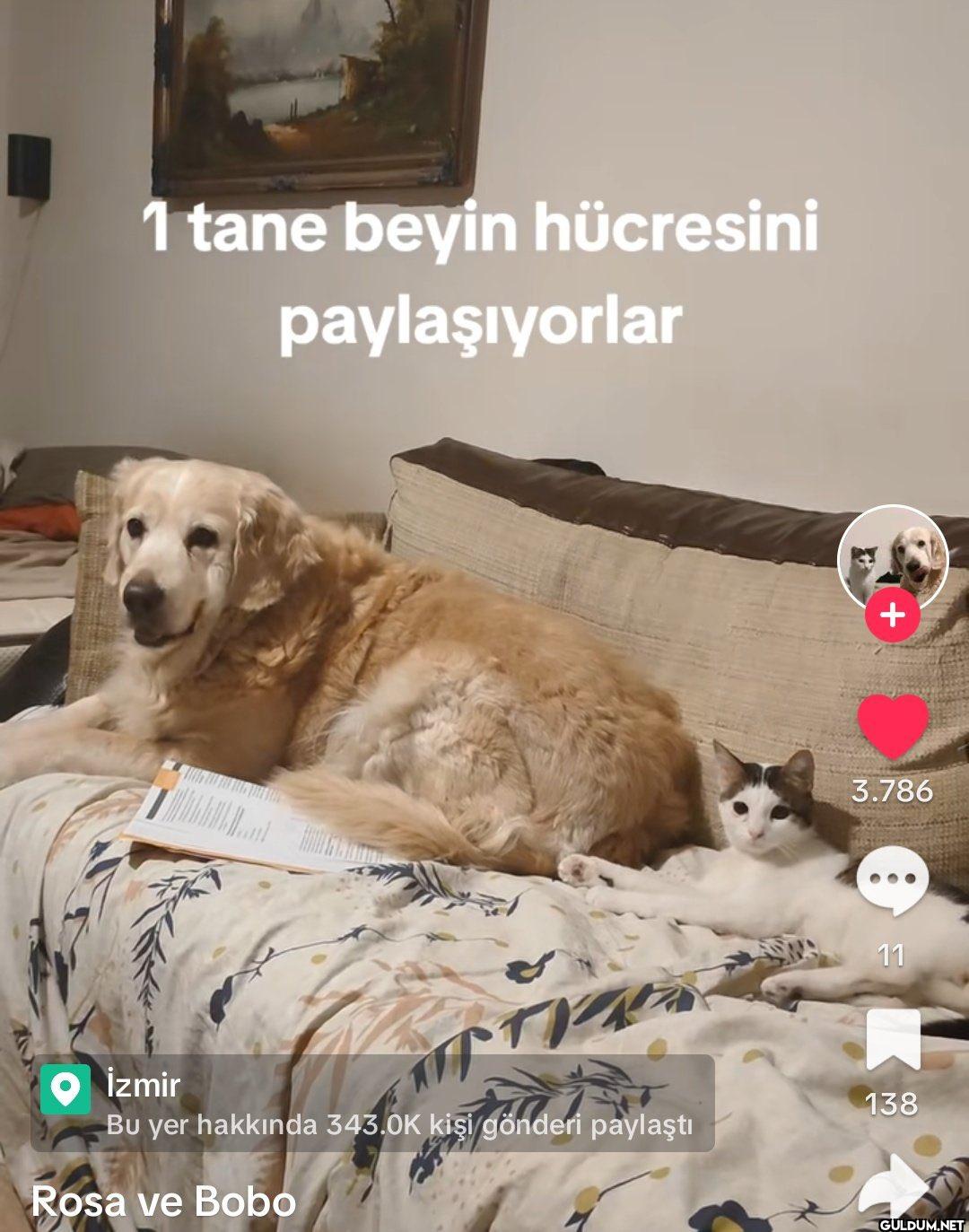 1 tane beyin hücresini...