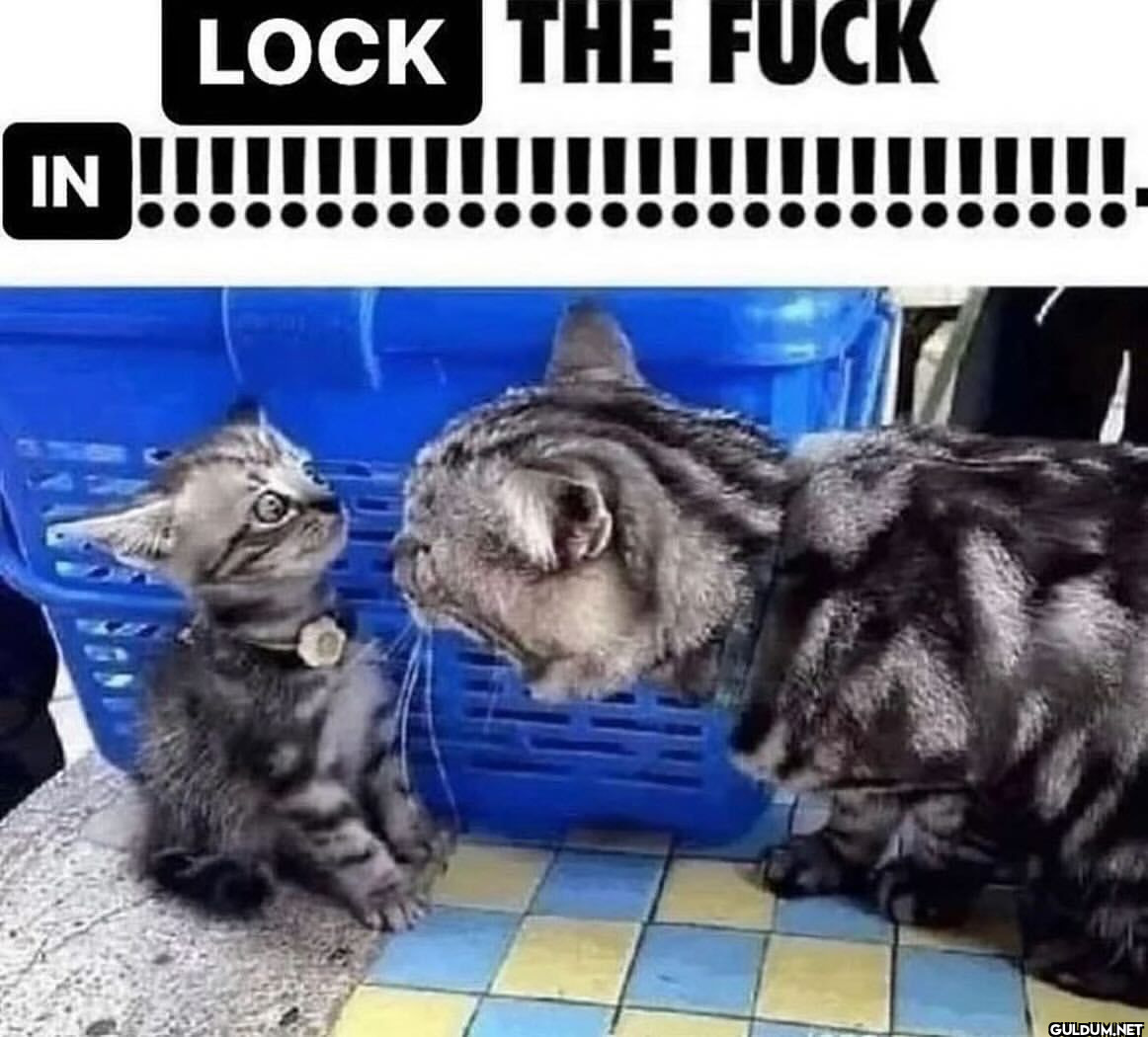 IN LOCK THE FUCK