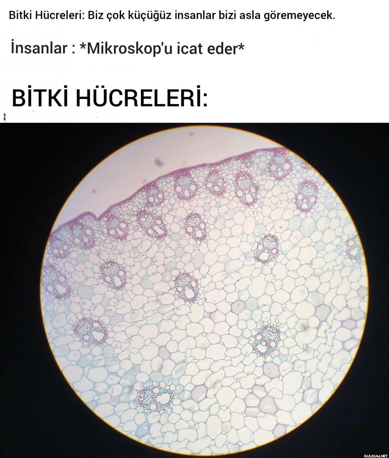 Bitki Hücreleri: Biz çok...