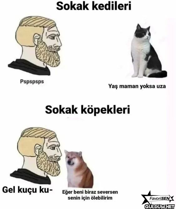 Pspspsps Sokak kedileri...