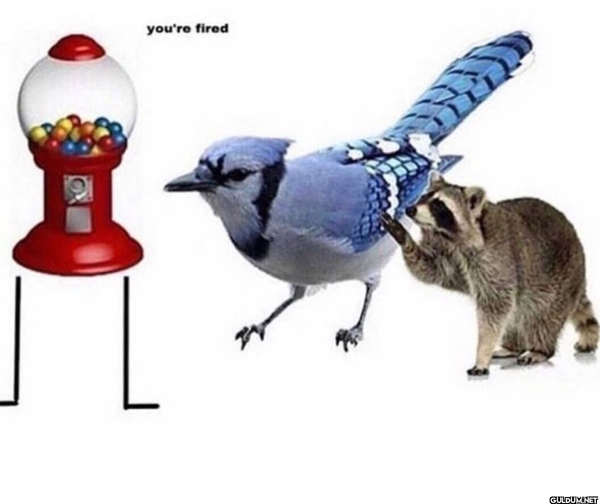 you're fired