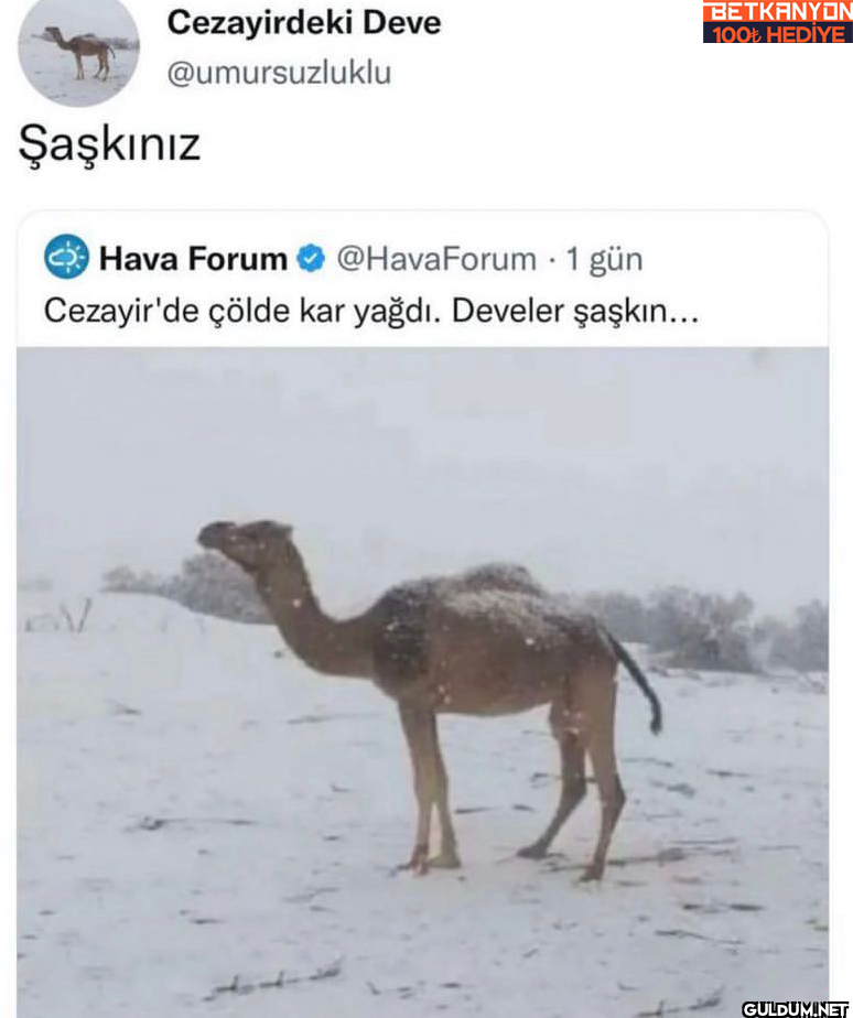 Cezayirdeki Deve...