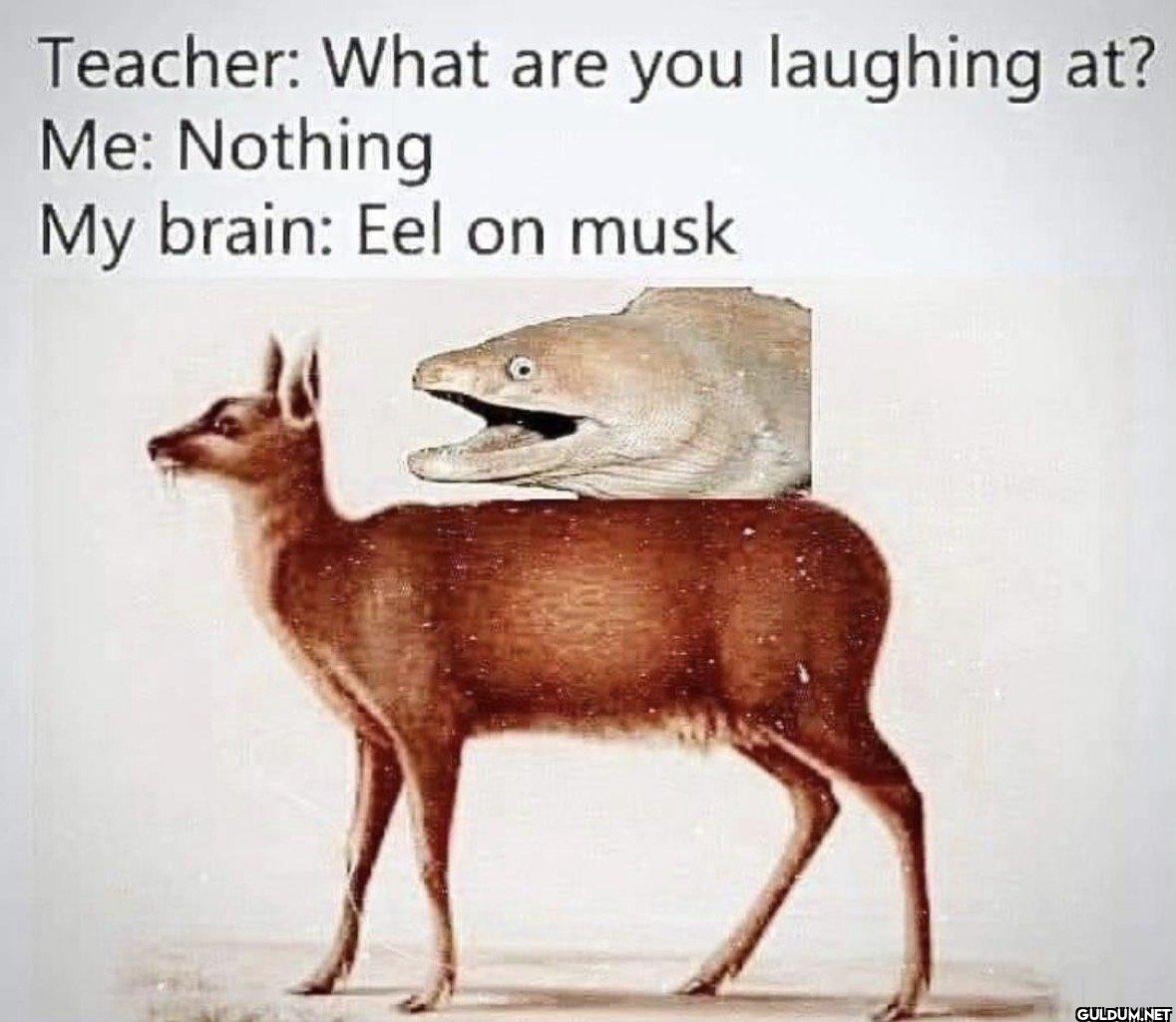 😂😂    Teacher: What are...