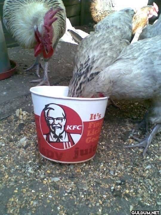 ︎ ︎ ︎ ︎    It's KFC Fing Lic Go