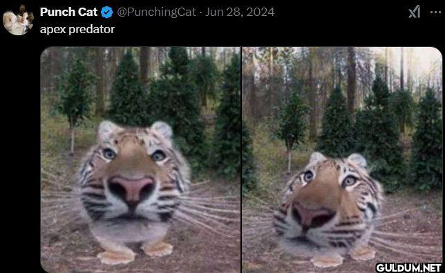 , 2024 apex predator