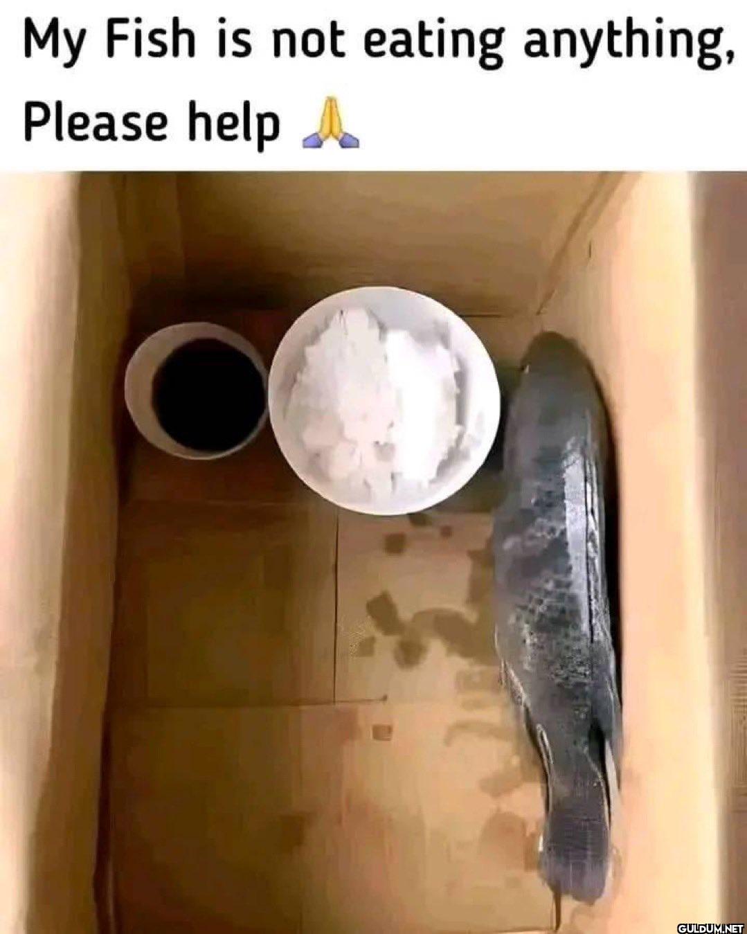 My Fish is not eating...