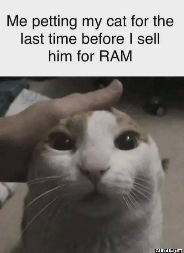 Me petting my cat for the...