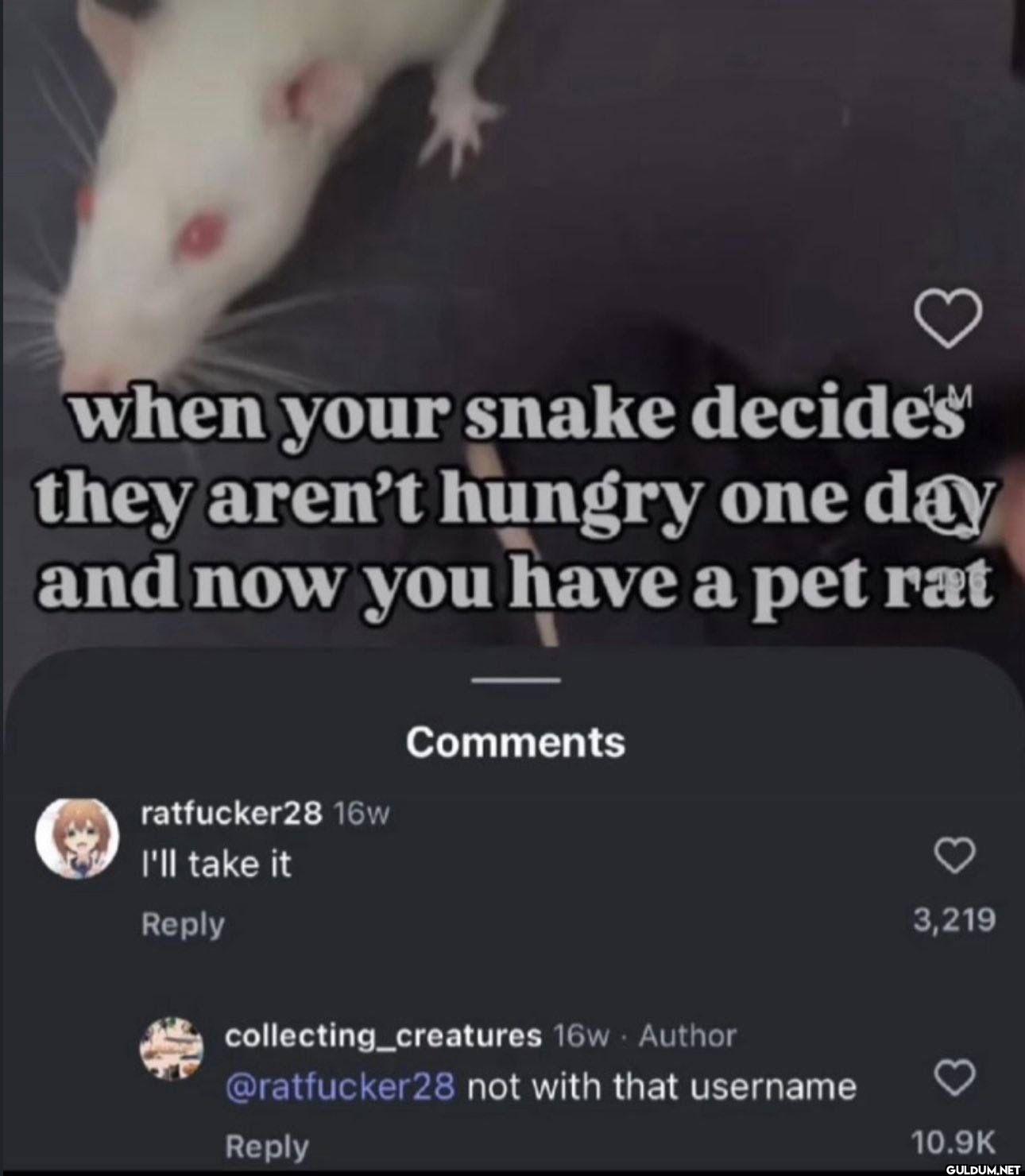 when your snake decide's...