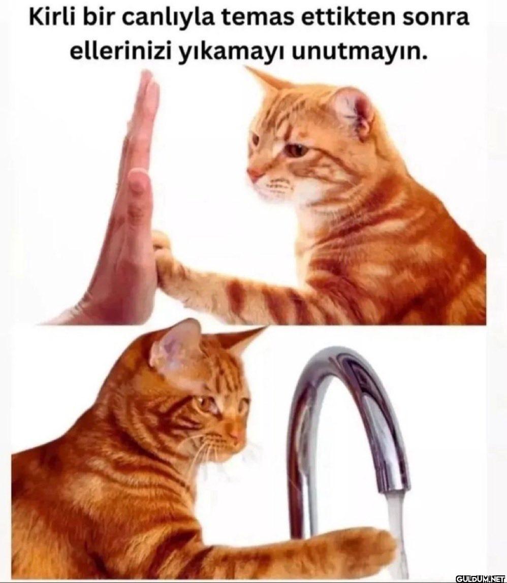 Kirli bir canlıyla temas...