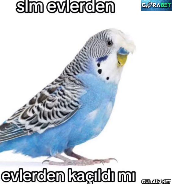 slm evlerden GORABET M...