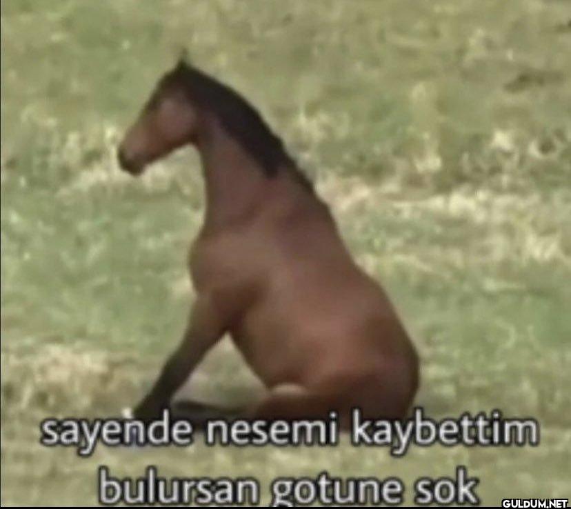 sayende nesemi kaybettim...