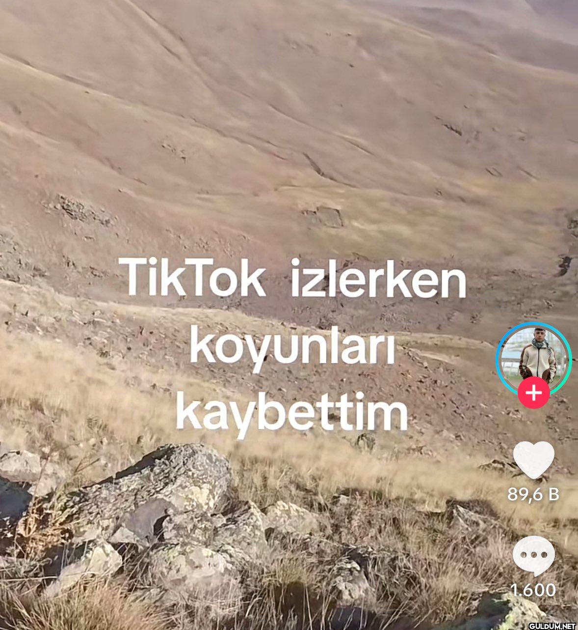 TikTok izlerken koyunları...