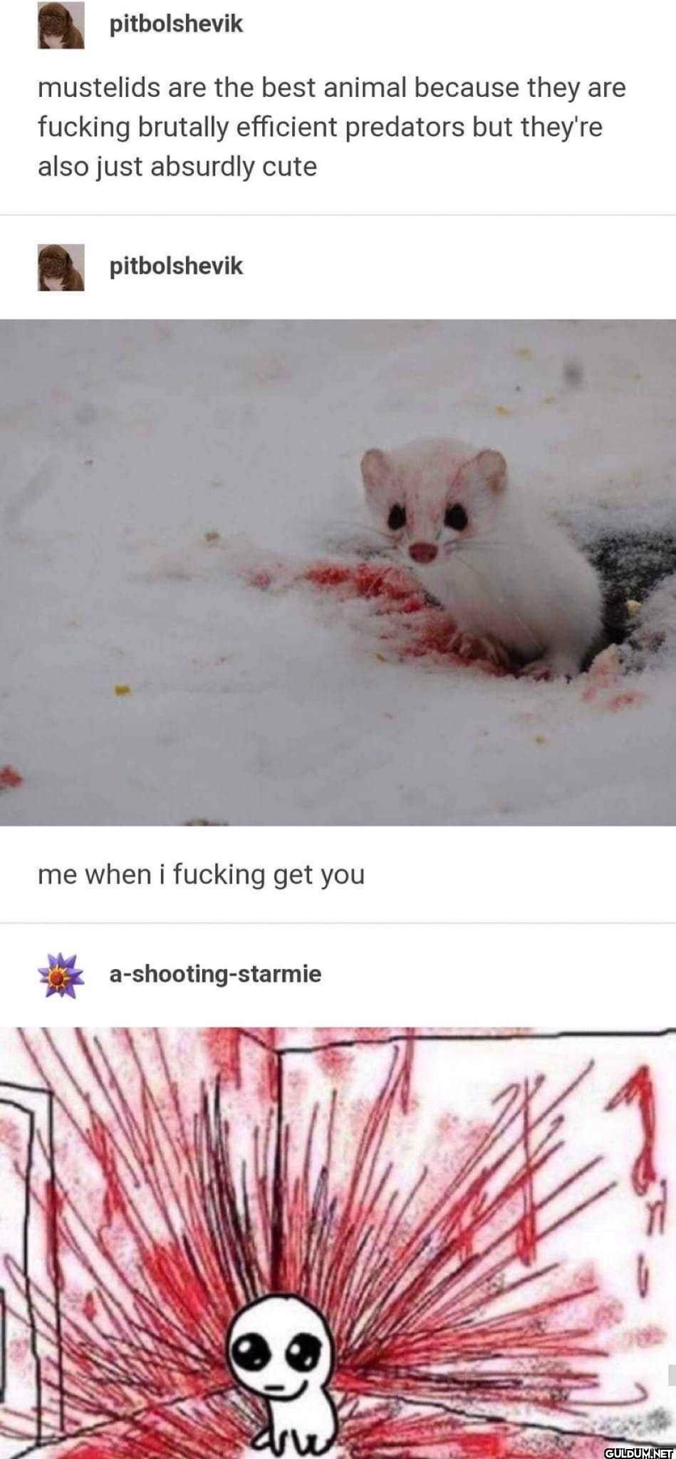 pitbolshevik mustelids are...